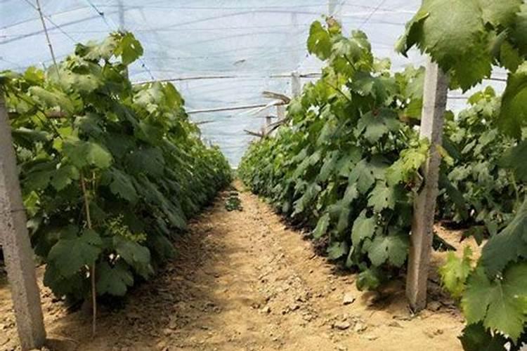 葡萄着色增甜彭大都分别施啥肥料？喜满地的高钾肥可以解决这两个问题吗...