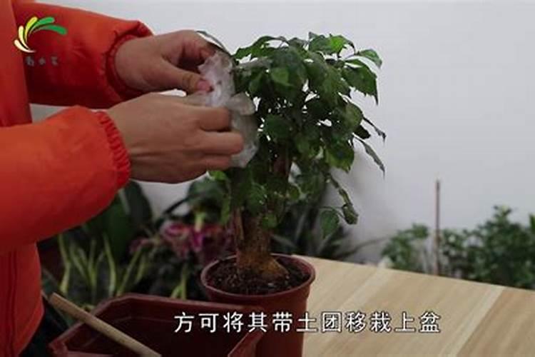 幸福树需要什么肥料