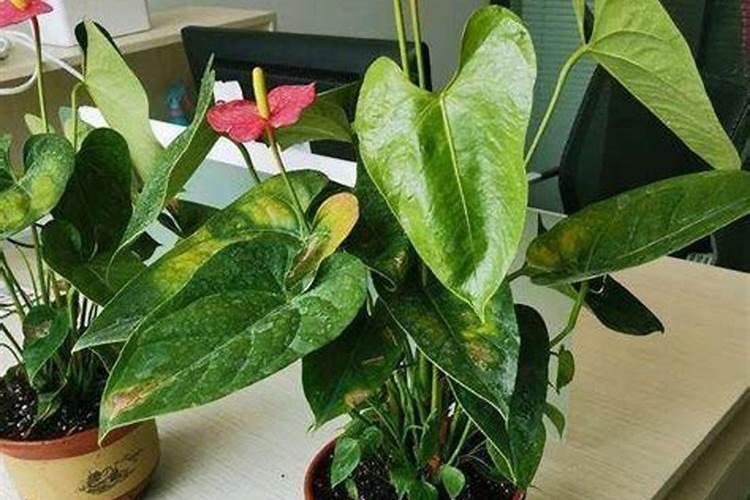 养花叶面肥多久喷一次 养花叶面肥喷洒频率