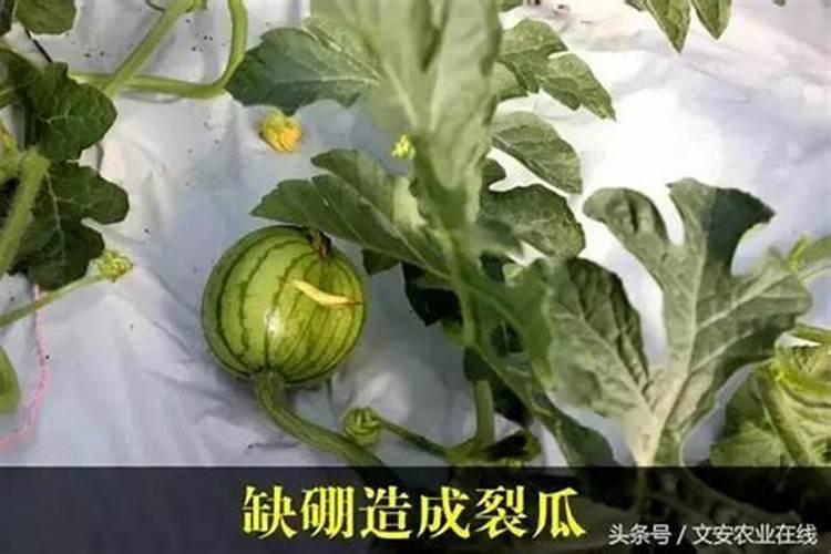 西瓜缺硼有什么症状？西瓜小苗用什么肥料？