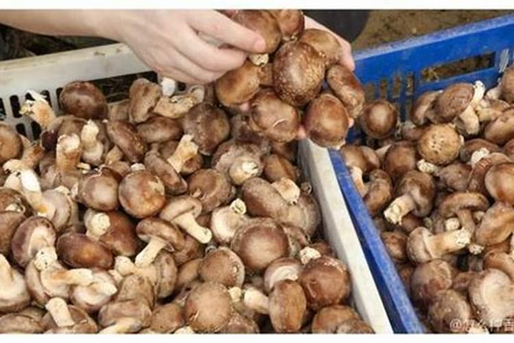 立春之后的农事(二)