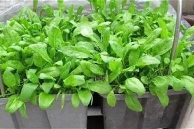 种植菠菜怎么施肥该施什么肥料