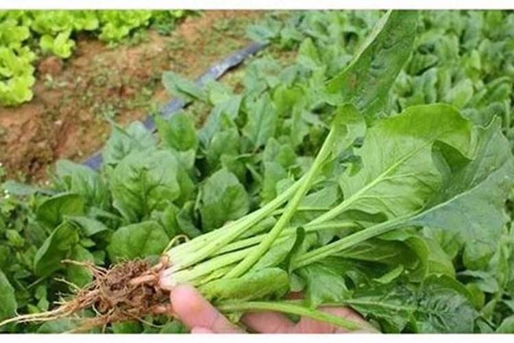 种植菠菜怎么施肥该施什么肥料 种植菠菜如何施肥