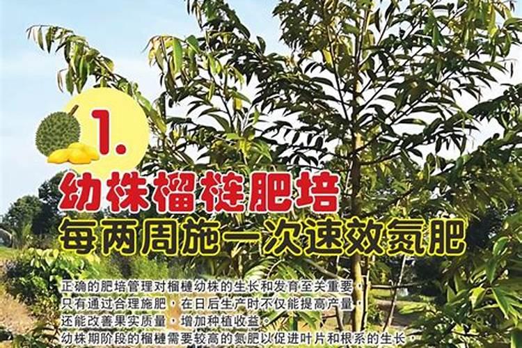 不知火施肥时间九月份该施肥不