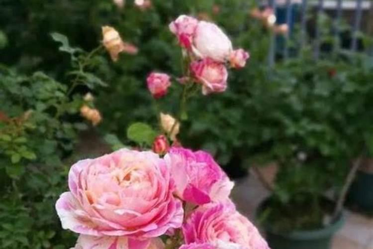 月季夏季施肥时间和方法