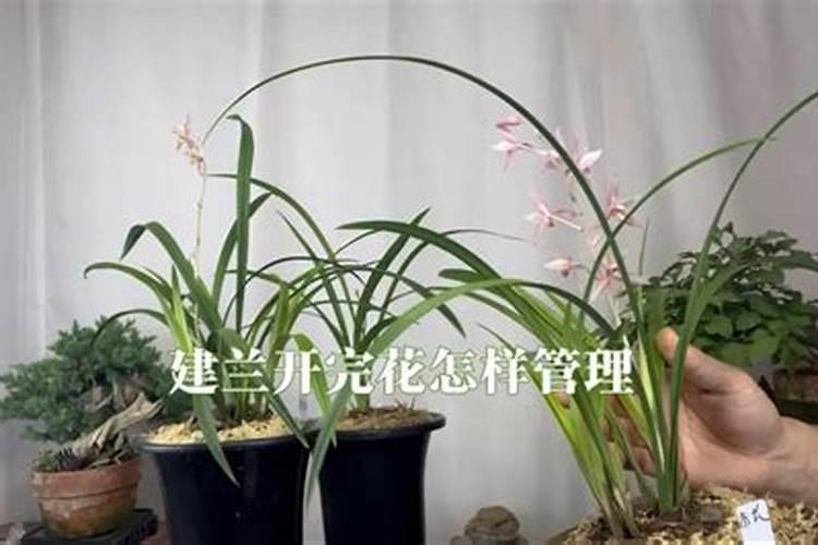 建兰开花后怎样管理