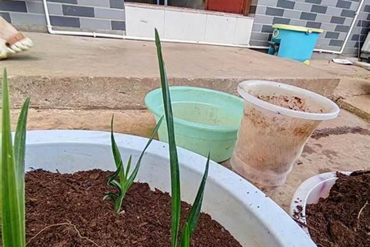 怎样鉴别硫酸钾肥的真伪