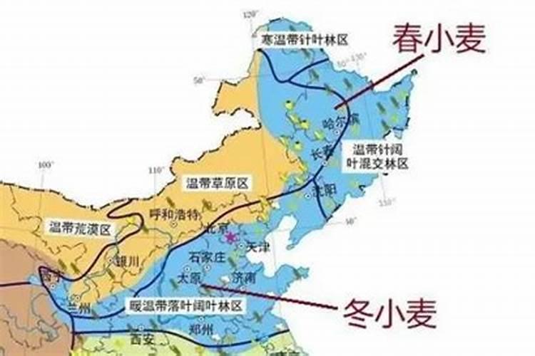 碧护叶面肥在小麦上的应用