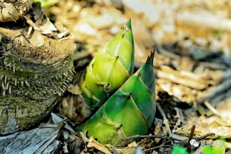 玫瑰老桩发芽后多久能晒太阳