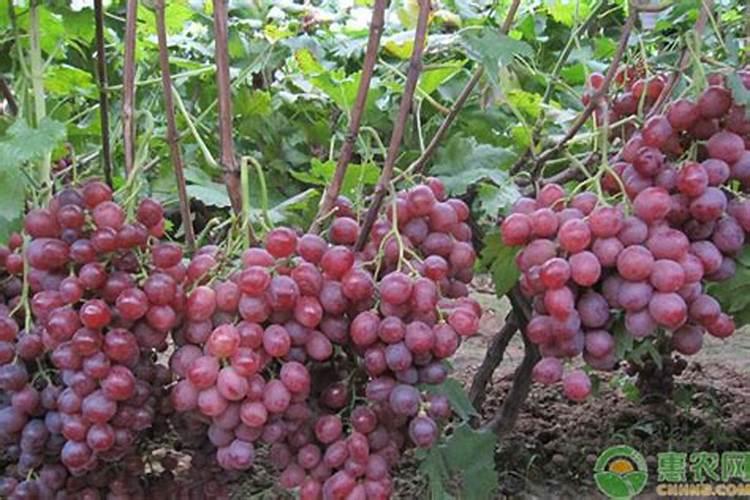 雨后几个小时可以打农药