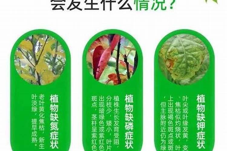 苹果树使用水溶肥追肥,使用施肥枪效果是不是最好的？