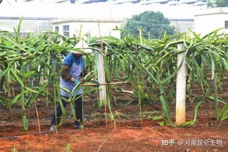 ...什么肥料？叶枯叶霉病如何处理？专用叶面肥有哪些品牌？