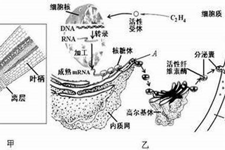 氨基酸叶面肥的功效与作用,有什么优缺点