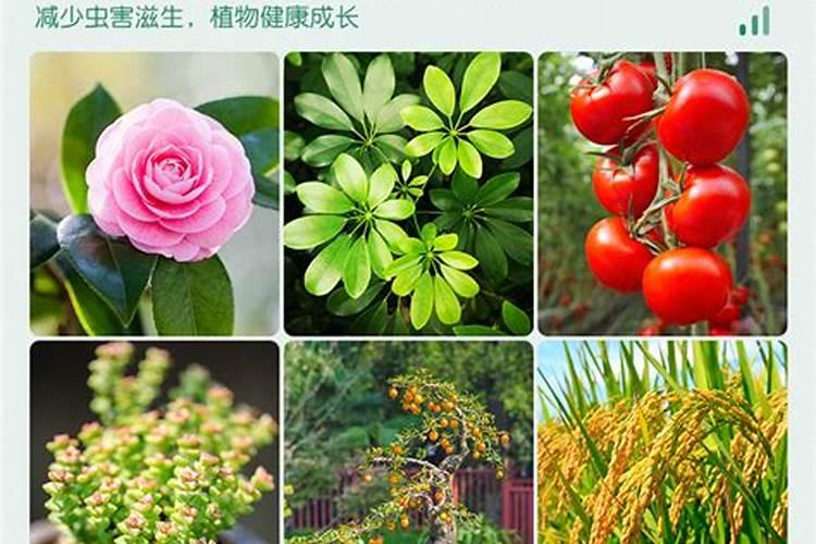 生根最快的肥料