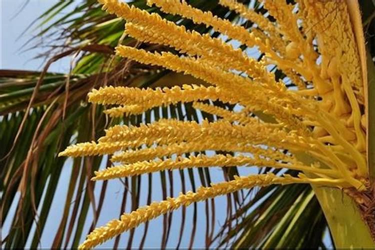 盆栽夏威夷的椰子树如何养护 盆栽夏威夷的椰子树怎么养护