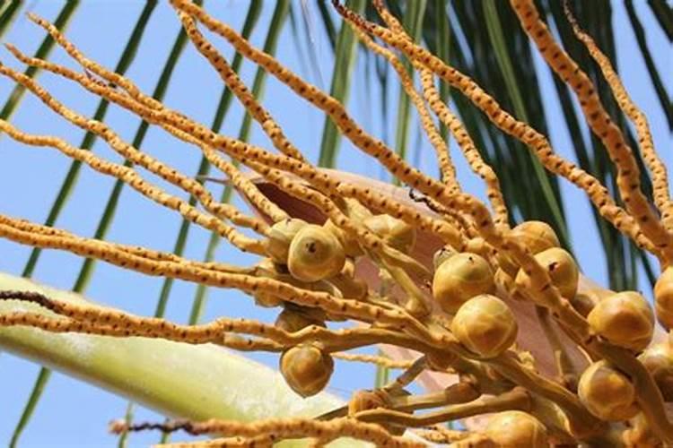 盆栽夏威夷的椰子树如何养护 盆栽夏威夷的椰子树怎么养护