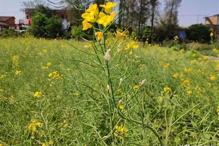 硼肥对油菜的作用,硼肥过量怎样补救