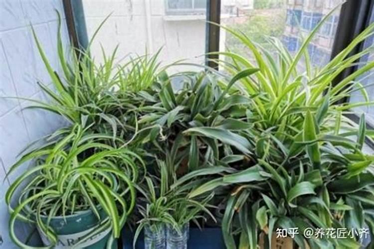 养花卉绿植注意察言观色,缺肥了它会告诉你,发黄脱落卷曲长白斑百度知 ...