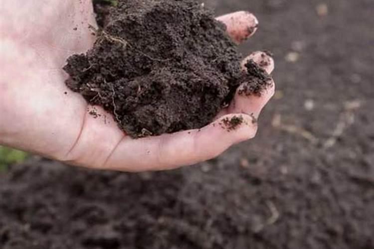 种菜胡用什么地肥最好