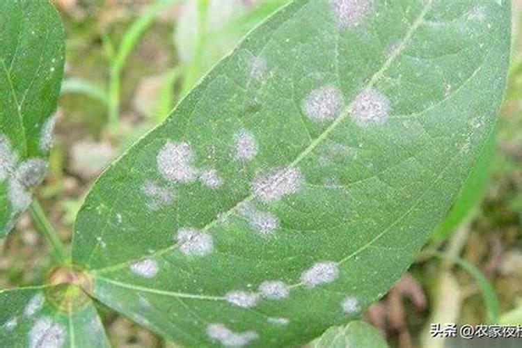 养花得了白粉病怎么办？