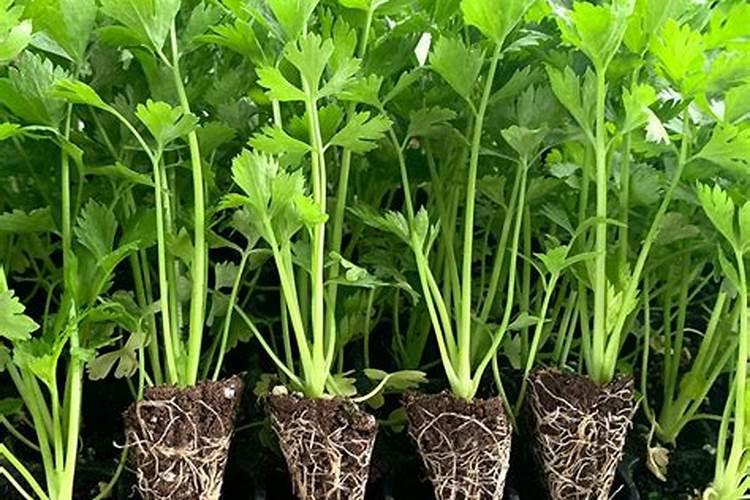 芹菜打什么叶面肥？施肥的最佳时间是什么时候？