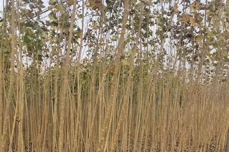 铁线蕨怎么浇水