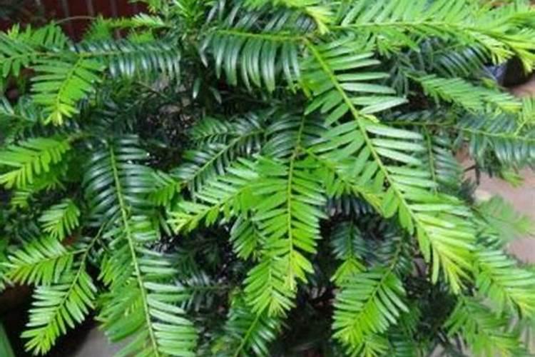 红豆杉用什么肥料最好