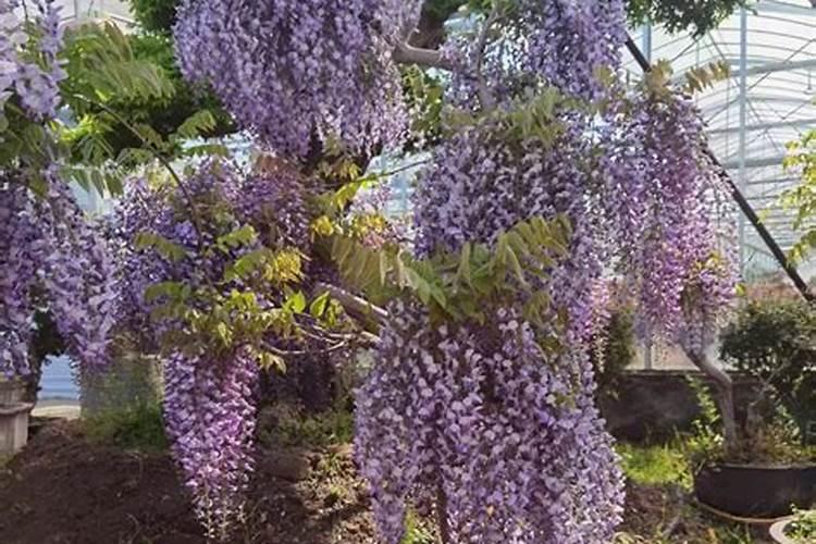 紫藤树8年不开花的原因