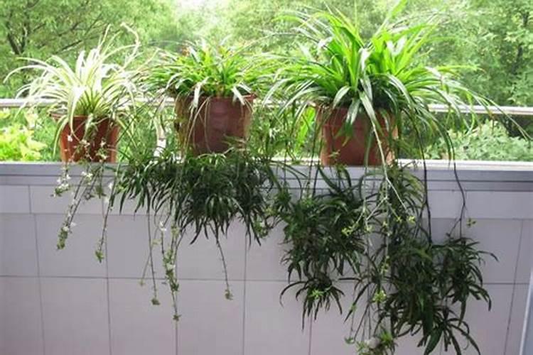 西瓜用磷酸二氢钾可以灌根吗