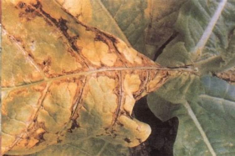 月季花有花苞了怎么施肥