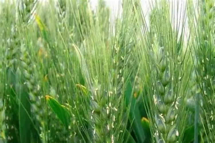 小麦在什么期间可打叶面肥？