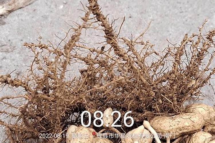 花生死苗怎么办？