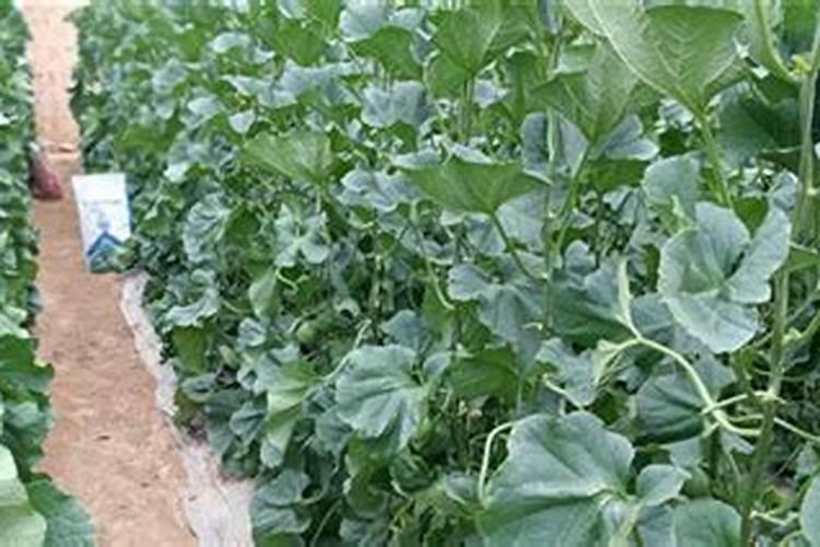 水溶肥可以撒施吗