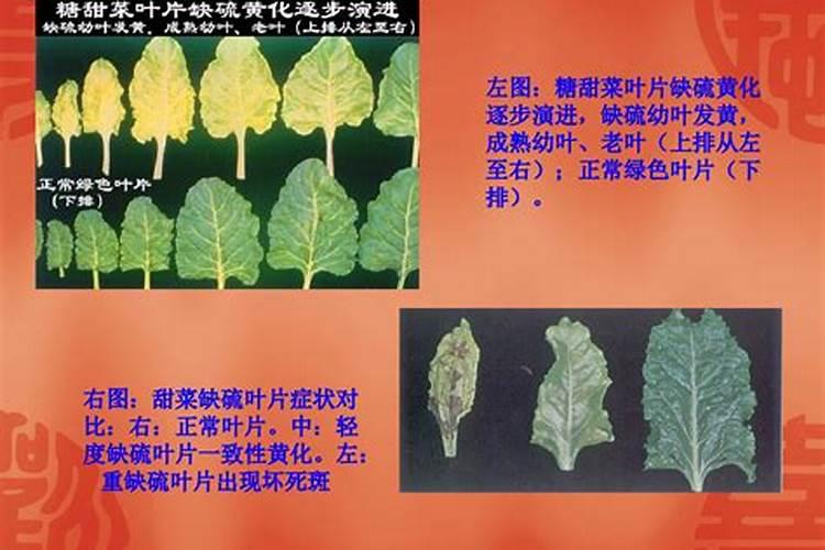 新疆栽棉花几月份结束
