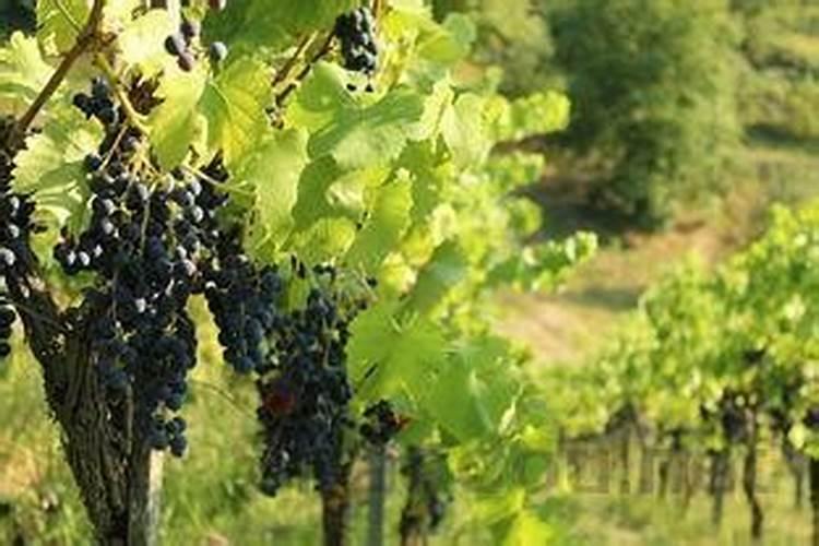 桑树四季施肥方法是什么 有哪些注意事项