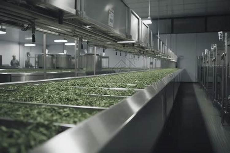 种茶叶如何喷施叶面肥好