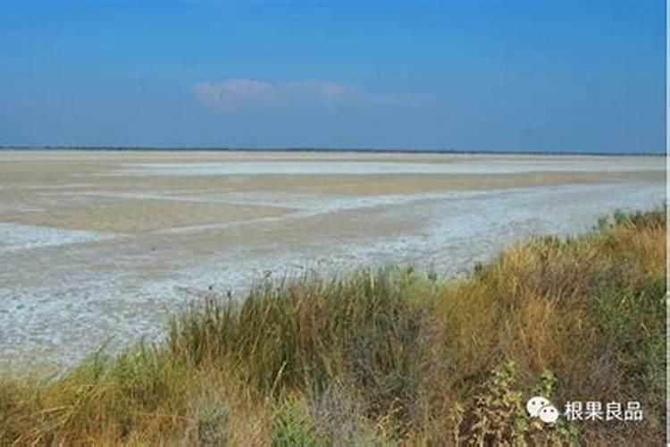 盐碱土地种植水稻用什么肥料比较好？