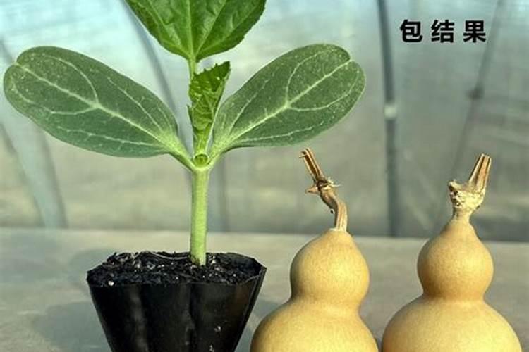 葫芦施肥施什么肥