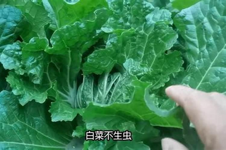 叶面肥磷酸二氢钾使用方法和使用的时候注意事项