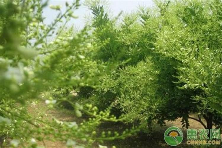 移栽大树如何施肥？