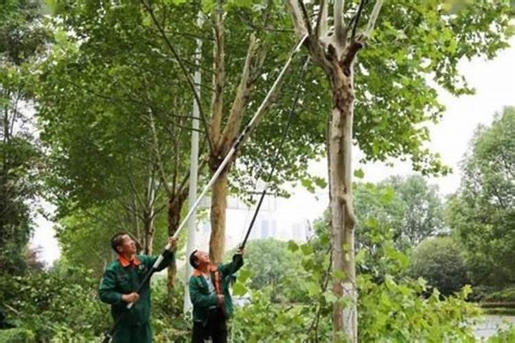 求果树肥料主要的品种与施用方法