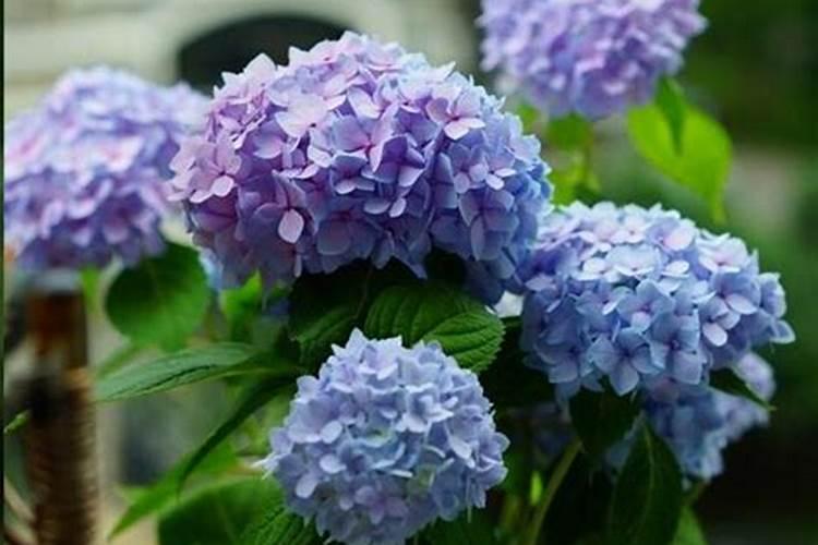 绣球有花苞了该怎么施肥