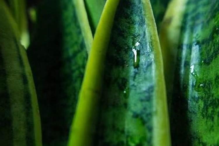 苹果干枝打什么药好