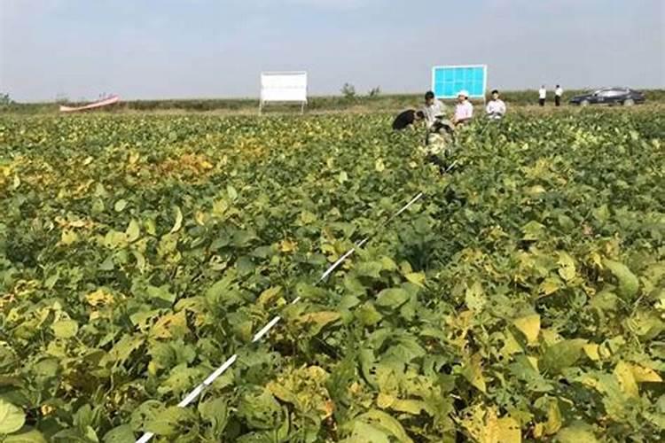 什么农作物不怕盐碱地 盐碱地上什么肥料好