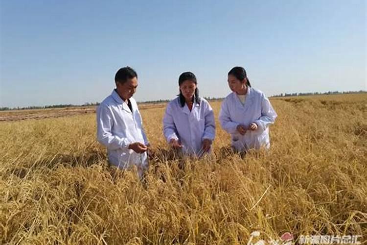 碱地用什么肥料去碱 碱地适合种什么