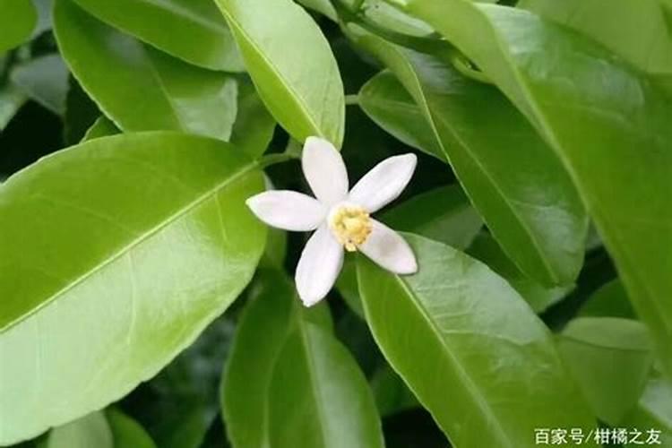 柑子几年结果实