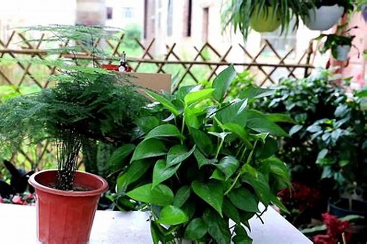 绿萝的营养土能种植文竹吗？我上个月把绿萝的营养土,施加在文竹盆景中...