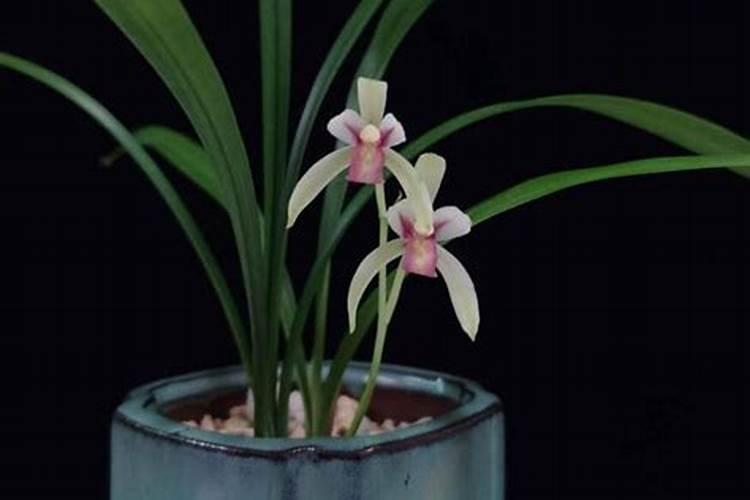 兰花施肥用什么肥料