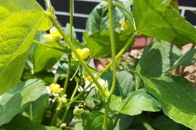 大红豆种植时间和方法