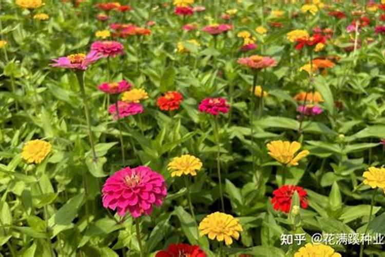 怎样提高蕨根粉产量？